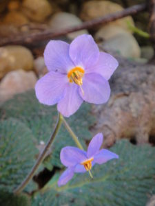 Ramonde des Pyrénées