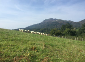 Troupeau de brebis sur fond du massif d'Atxuria