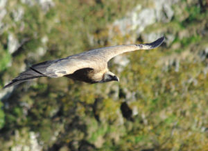 Le majestueux vautour fauve