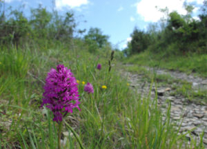 Orchidée Anacamptis au bord d'un sentier