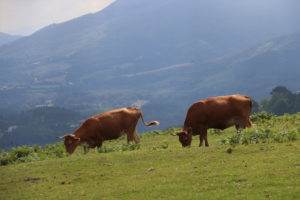 Les betizus, vaches sauvages du Pays Basque